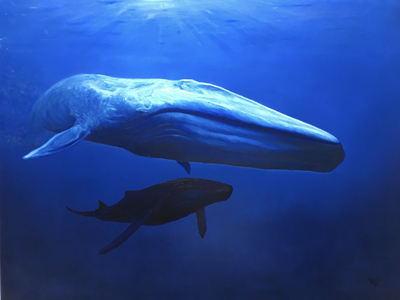 blue whale - Denis Bouvier.jpg