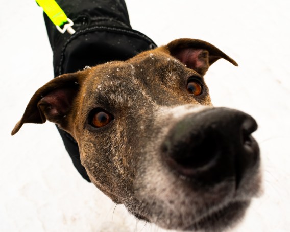 Sniffing Safe - Aryn Effert.jpg